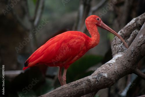 A red ibis perches on a branch