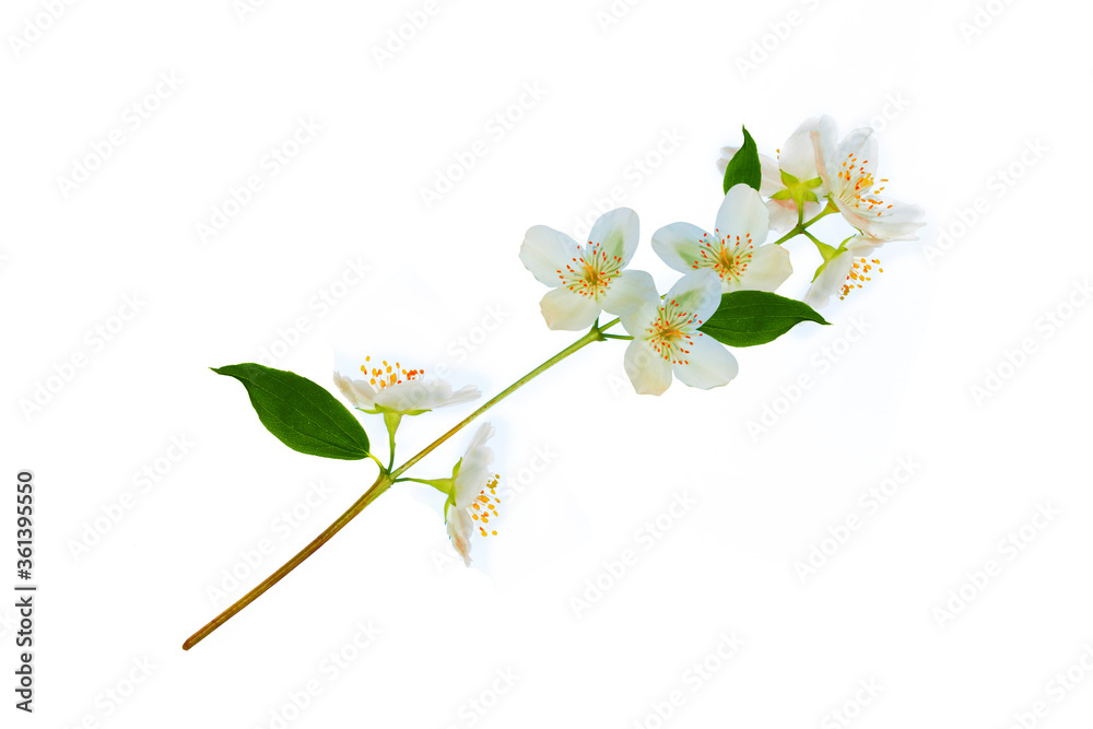 Fototapeta premium branch of jasmine flowers isolated on white background.