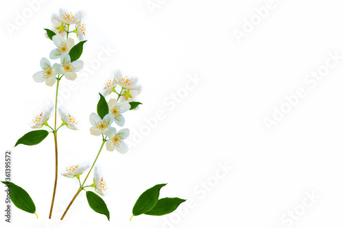 branch of jasmine flowers isolated on white background. © alenalihacheva