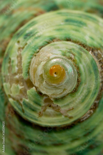 Close up of a green spiral and curly shell texture. Abstract background texture