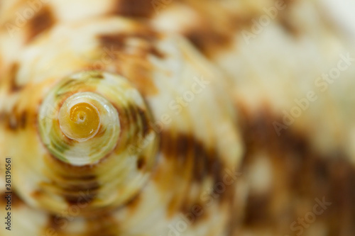 Close up of a spiral and curly shell texture, white with brown spots