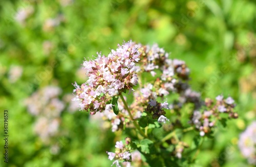 Flowering oregano (Origanum vulgare) is a flowering plant in the mint family, culinary herb .