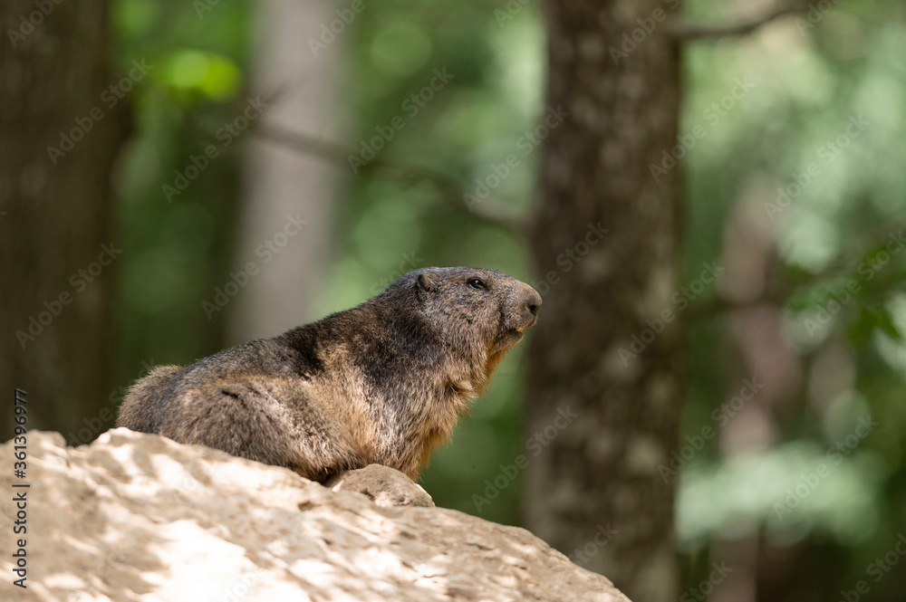 Fototapeta premium Young alpine marmot
