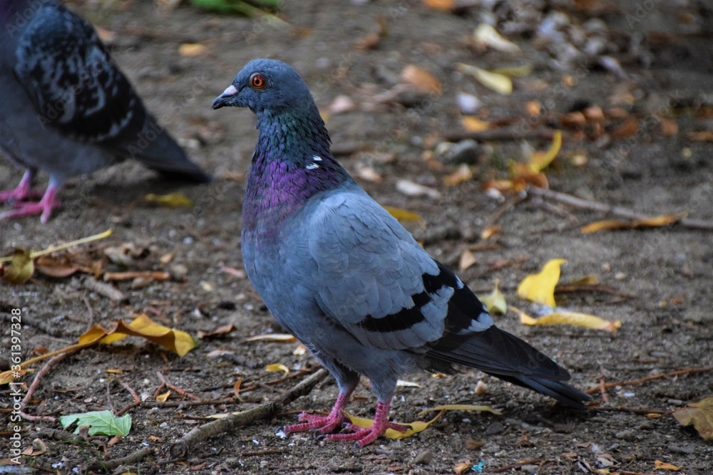 Common pigeon in park closeup Common pigeon in park closeup