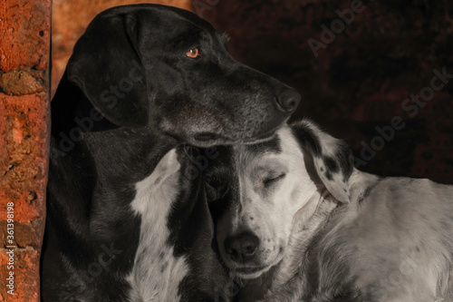 Two dogs sleeping, black and white dogs