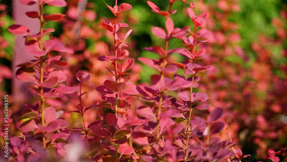 close-up. small red barberries in flower pots, in a garden center or greenhouse, for sale. garden plants. floristry, flower business, gardening, horticulture. close-up. small red barberries in flower pots, in a garden center or greenhouse, for sale. garden plants. floristry, flower business, gardening, horticulture.