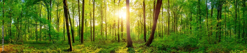 Panorama of a beautiful green forest with bright sun shining through large trees - obrazy, fototapety, plakaty 