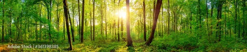 Panorama of a beautiful green forest with bright sun shining through large trees