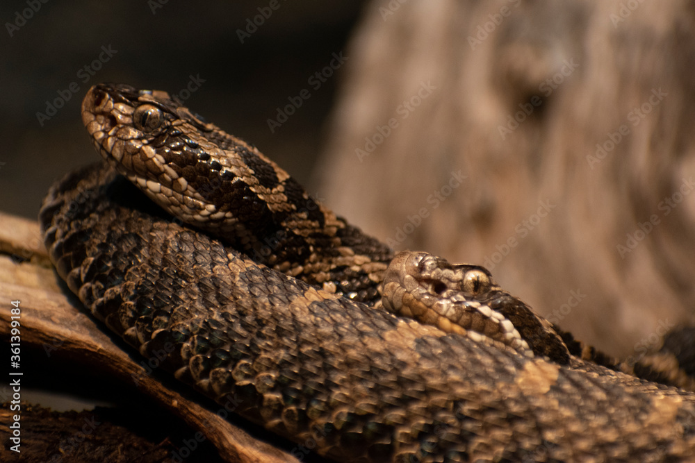 Two snakes rest on each other's coils Two snakes rest on each other's coils