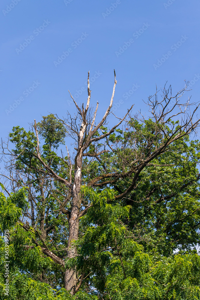 Fototapeta premium Withered crown of a tree. In the background is a blue sky without clouds.