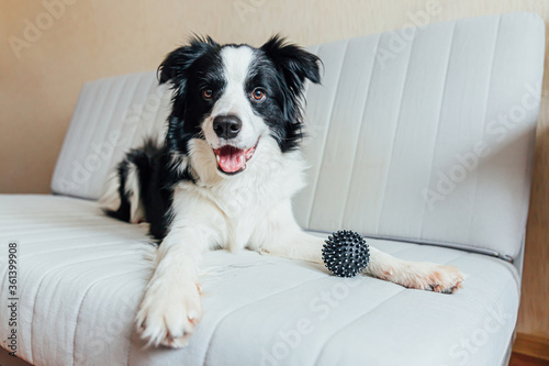 Funny portrait of cute smiling puppy dog border collie playing with toy ball on couch indoors. New lovely member of family little dog at home gazing and waiting. Pet care and animals concept.