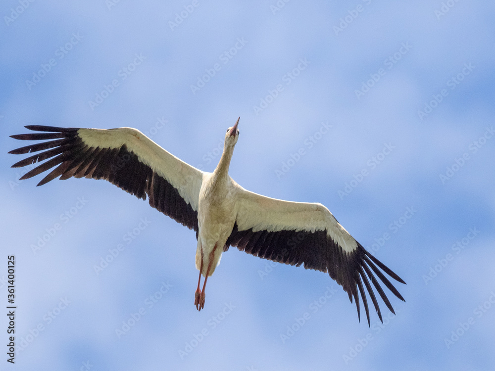 White Stork with wings raised. An elegant white stork has its wings raised as it is seen flying across a clear blue sky. White Stork with wings raised. An elegant white stork has its wings raised as it is seen flying across a clear blue sky.