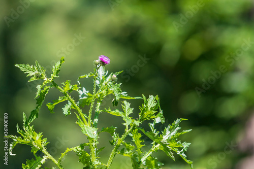 Blue thistle flower on a green background. The photo has a nice bokeh. photo