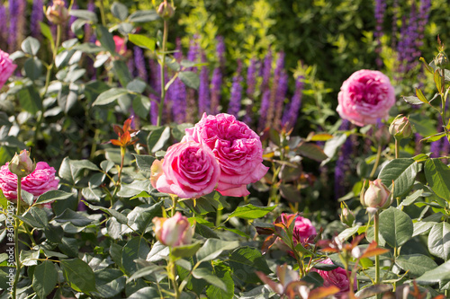 Fototapeta Naklejka Na Ścianę i Meble -  Roses and sage in the garden