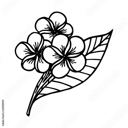 ISOLATED PLUMERIA FLOWER ON WHITE BACKGROUND IN VECTOR