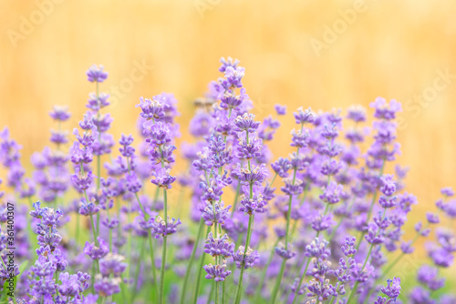 Lavender flowers at sunlight in a soft focus  pastel colors and blur background