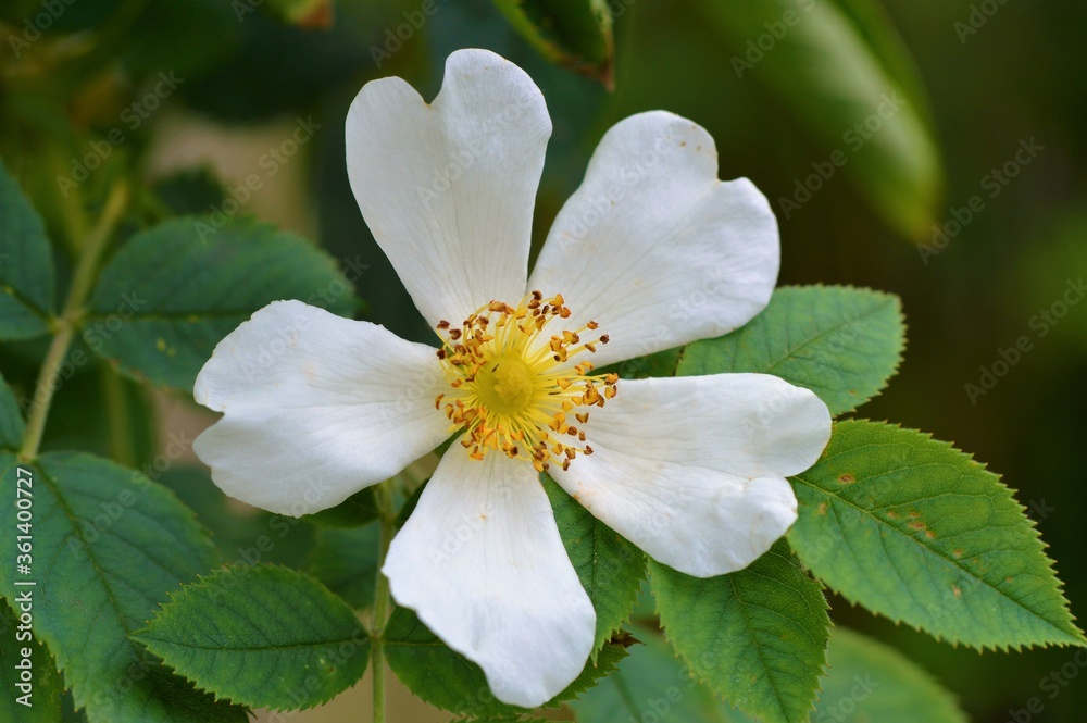 White rose in the garden White rose in the garden