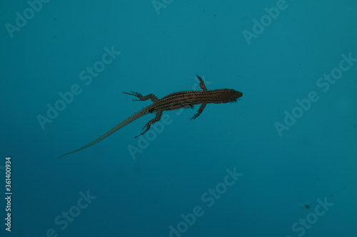 lézard des murailles nageant photo