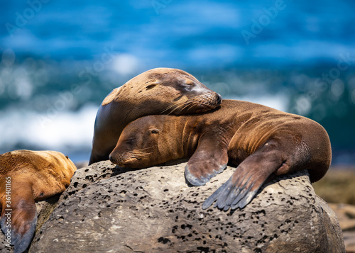 Fotografie sea lion resting on the rocks
