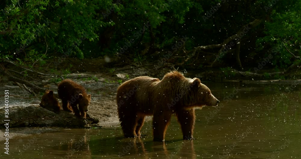 Brown bears on the Kuril Lake in Kamchatka in Russia. Kamchatka Peninsula. Brown bears on the Kuril Lake in Kamchatka in Russia. Kamchatka Peninsula.