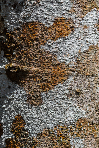 Bark of Keruing Kertas Tree (Dipterocarpus chartaceus) photo