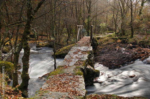 Mountain river streams with wood and stone bridge in Galicia forest, long exposure