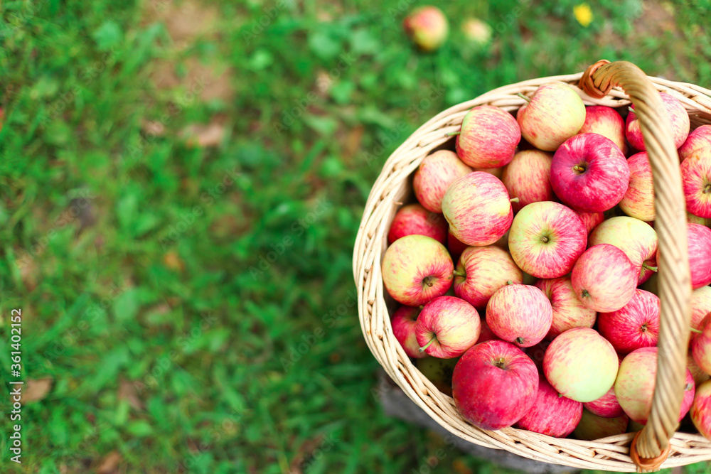 Organic red, pink apples in wicker basket outdoor in orchard. Autumn beautiful garden with green Grass. Harvest season concept. Harvesting, picking healthy fruits in summer. Self-cultivation. Card Organic red, pink apples in wicker basket outdoor in orchard. Autumn beautiful garden with green Grass. Harvest season concept. Harvesting, picking healthy fruits in summer. Self-cultivation. Card