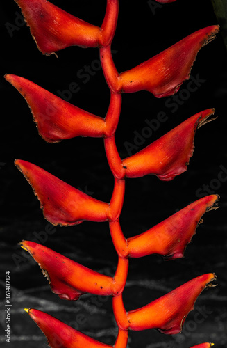 Heliconia Flower (Heliconia longissima) photo