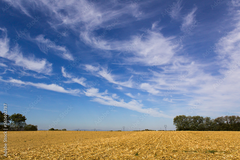  Golden rural agricultural cut corn field after harvest with blue sky and beautiful white clouds 