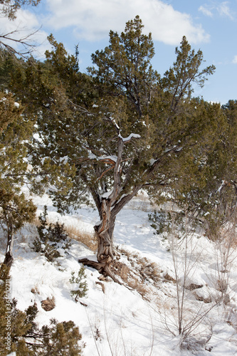 Wallpaper Mural Tree on a snowy bank Torontodigital.ca
