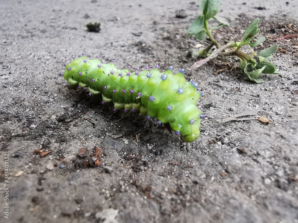 Fototapeta premium green caterpillar on a branch