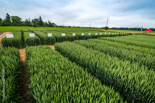 demo sectors of cereals with pointers flags, new varieties in winter barley and wheat photo