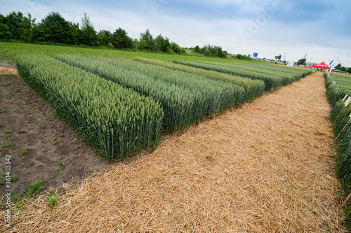 demo plots of cereals with pointers flags, new varieties in winter barley and...