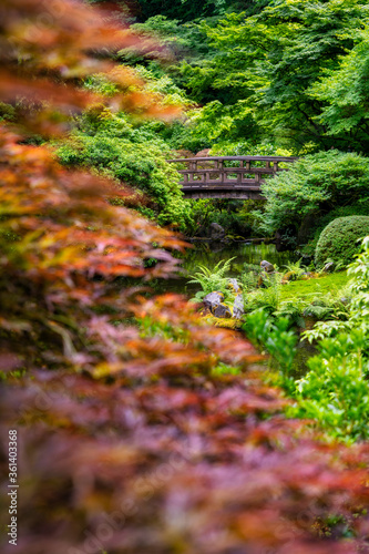 Japanese Maple and Bridge at the Portland Japanese Garden © Wasim