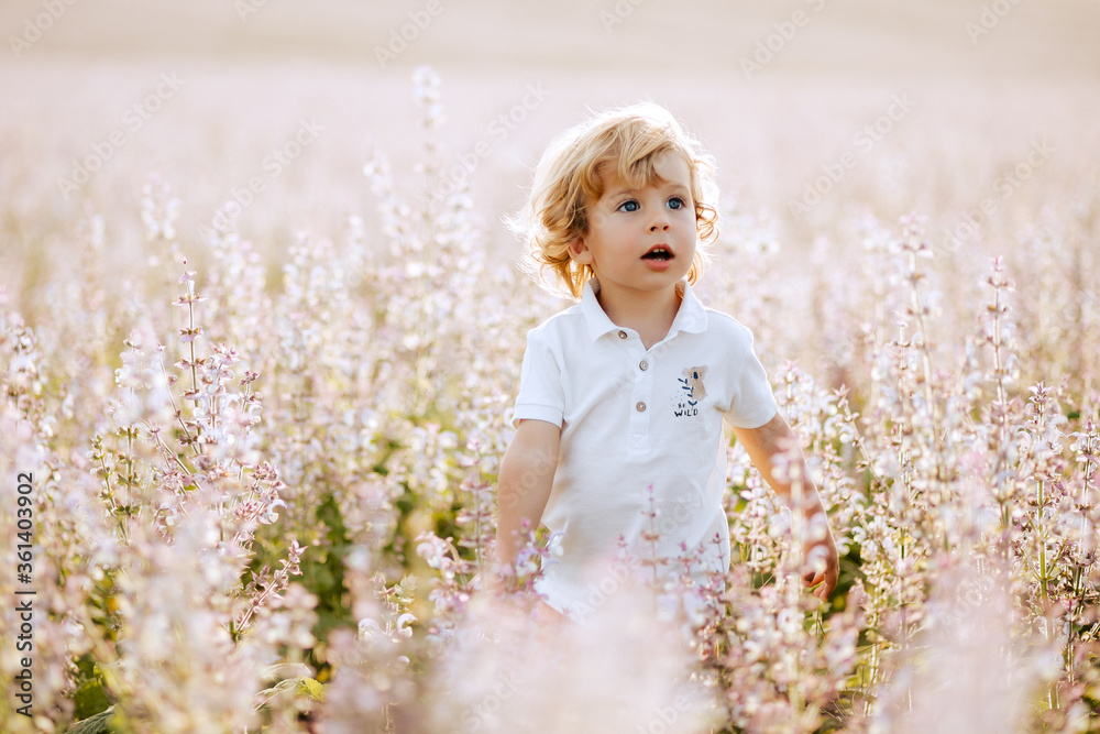 Happy little boy with blonde curly hair in pink sage field smiling, sunny day, outdoors. Child running on meadow in summer in nature. Kid with straw hat playing in wild flowers field at sunset. Happy little boy with blonde curly hair in pink sage field smiling, sunny day, outdoors. Child running on meadow in summer in nature. Kid with straw hat playing in wild flowers field at sunset.