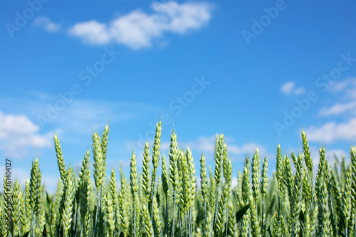 Spikelets of green wheat on a background of blue sky. Agroindustry