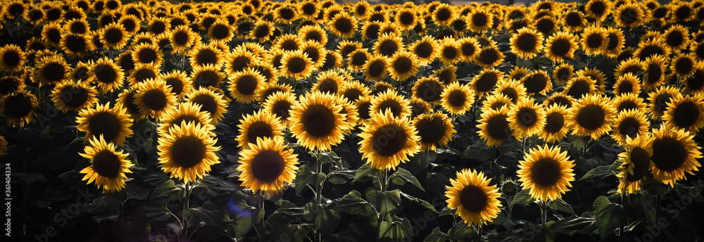 Scenery of Sunflower crops on a field Scenery of Sunflower crops on a field