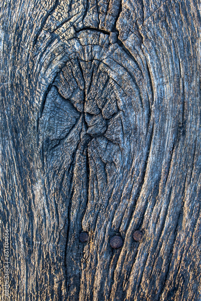 Old wooden with cracked board slice relief surface background with bitch. Wood background with knots Old wooden with cracked board slice relief surface background with bitch. Wood background with knots