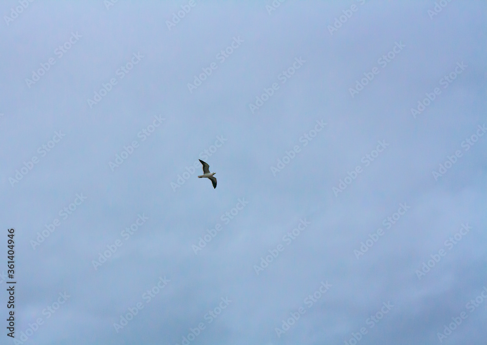 bird in flight bird in flight