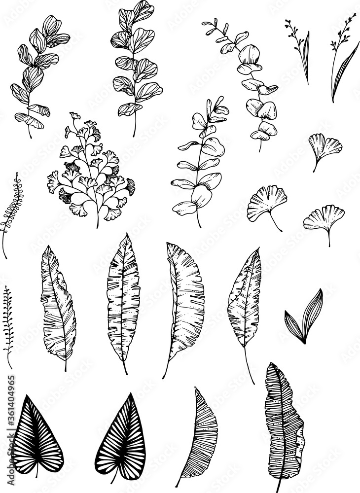 Linear tropical leaves. Monstera, eucalyptus, fern, ginkgo, banana leaf, palm leaf, etc. Hand drawn illustration. perfect for invitation cards, summer decor, greeting cards, posters, scrapbooking