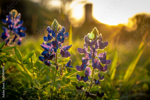 Bluebonnets in a field during Golden Hour photo