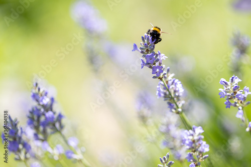 bumblebee © slawek