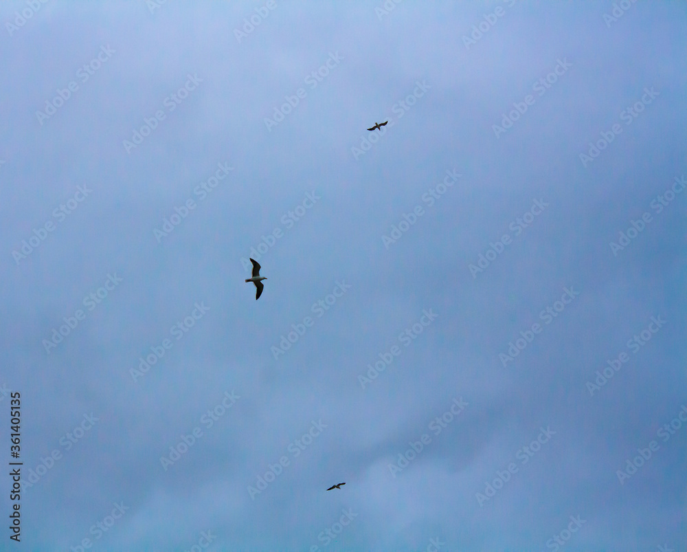 birds in flight
