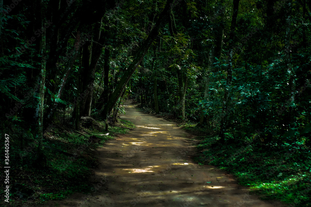 Fototapeta premium Path in the forest