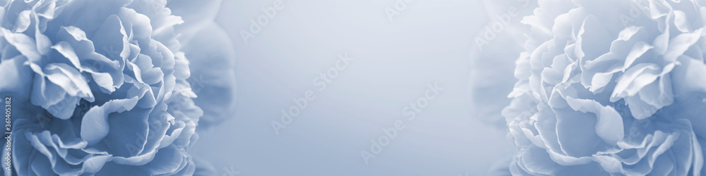 banner from soft blue peony closeup with copy space. summer concept. soft focus banner from soft blue peony closeup with copy space. summer concept. soft focus