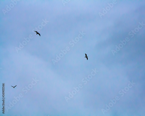 birds in flight