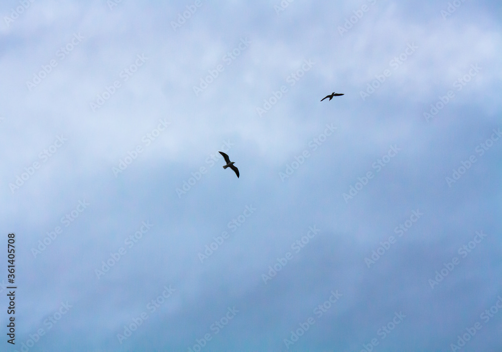 birds in flight