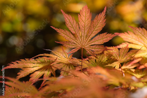 Brown palm maple leaf on a yellow background. Seasonal. Garden. Poland.