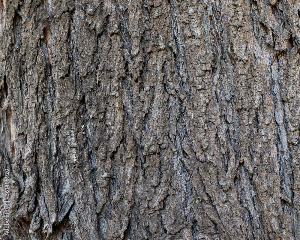 background texture of ribbed cracked tree bark background texture of ribbed cracked tree bark