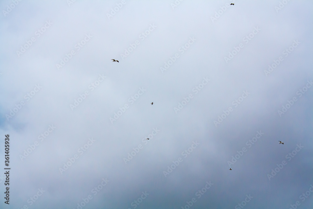 birds flying in the sky birds flying in the sky